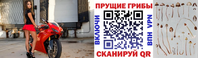 Галлюциногенные грибы Cubensis где найти наркотики Зеленодольск